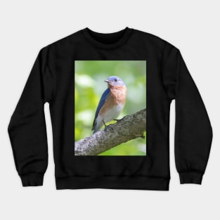 Eastern Bluebird on a nice summer day Crewneck Sweatshirt